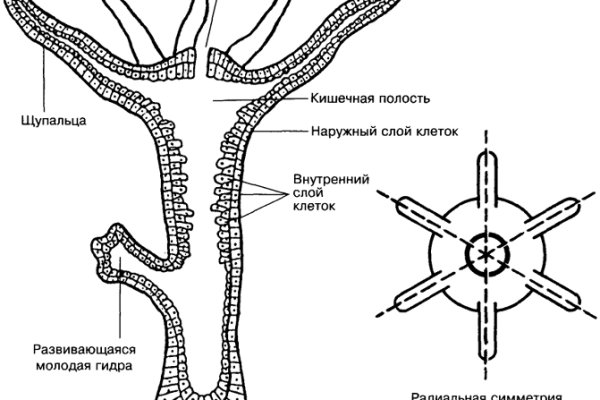 Как восстановить пароль кракен